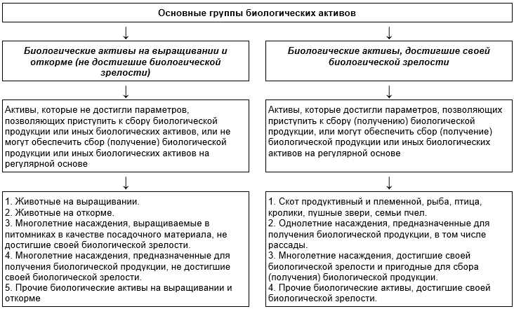 Учет биологических активов. Учет и классификация биологических активов.. Биологические Активы в бухгалтерском учете это. Оценка биологических активов. Как учитываются биологические Активы.